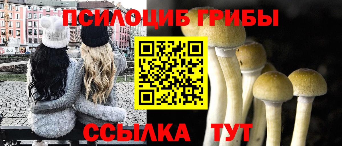 Псилоцибиновые грибы Psilocybine cubensis  Моздок  Галлюциногенные грибы Psilocybe 